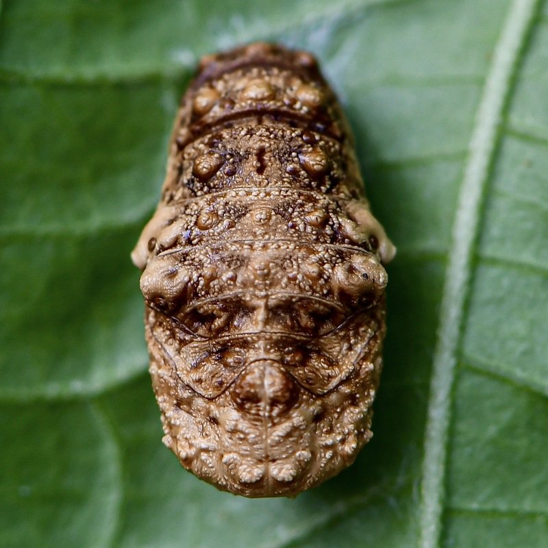 The statuephoto preview