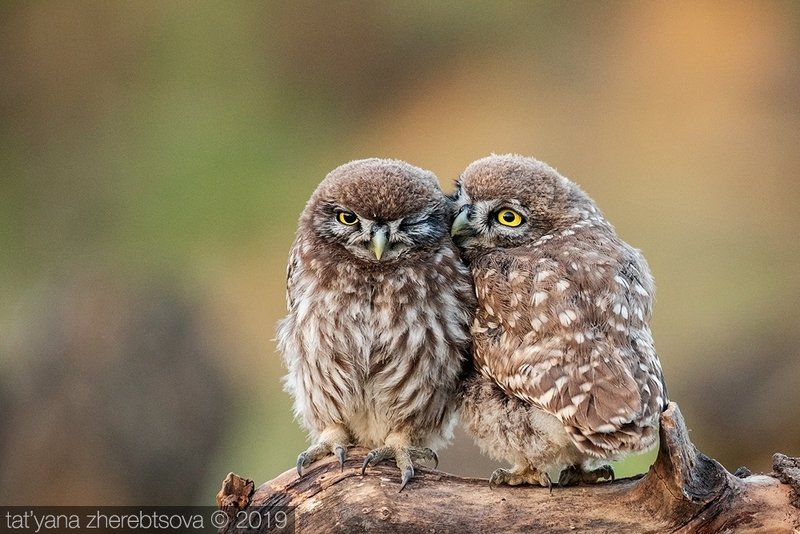 my-mriya, owl Домовые сычиphoto preview