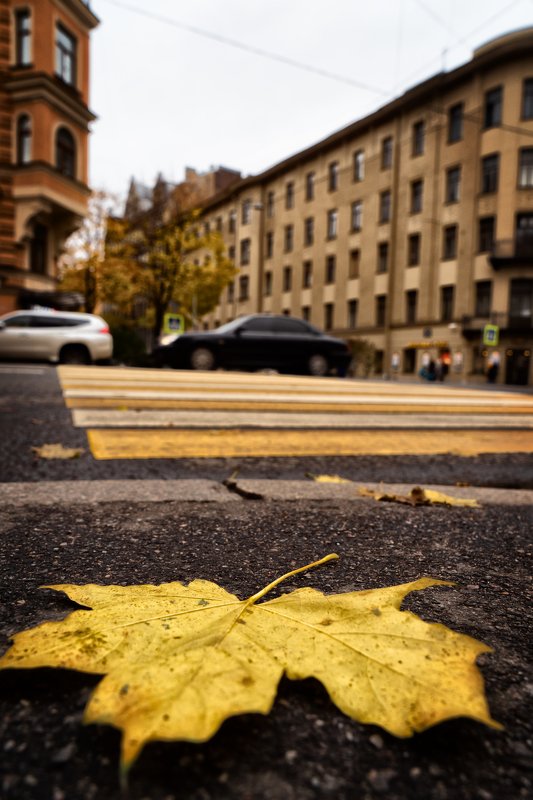 Осень листья Петербург настроение небо Осень в городе белых ночей и ветровphoto preview