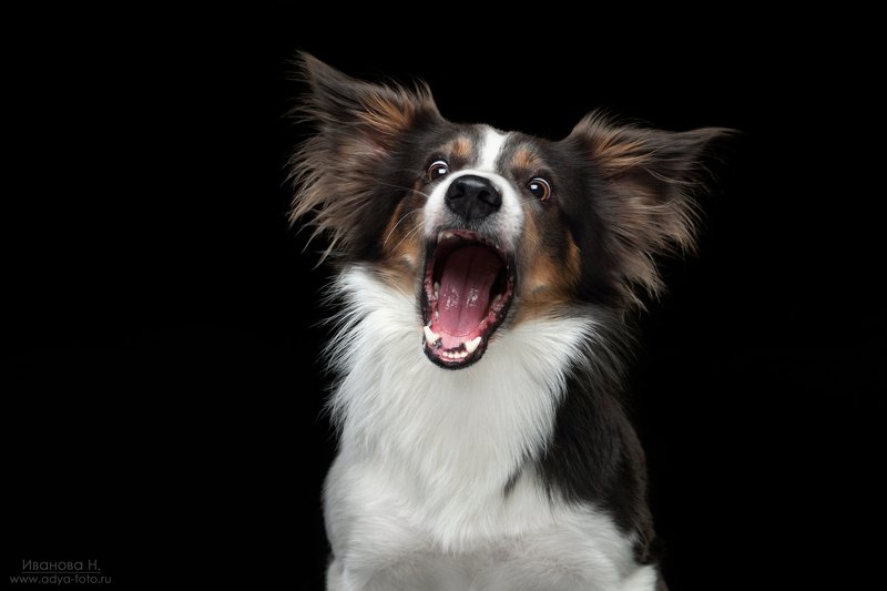 Ты не ты, когда голоденphoto preview