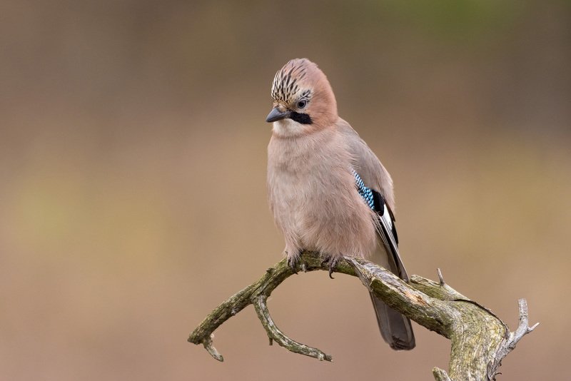 сойкаphoto preview