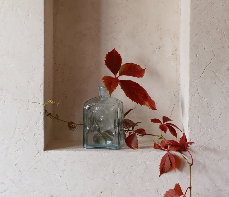 с веткой дикого виноградаphoto preview