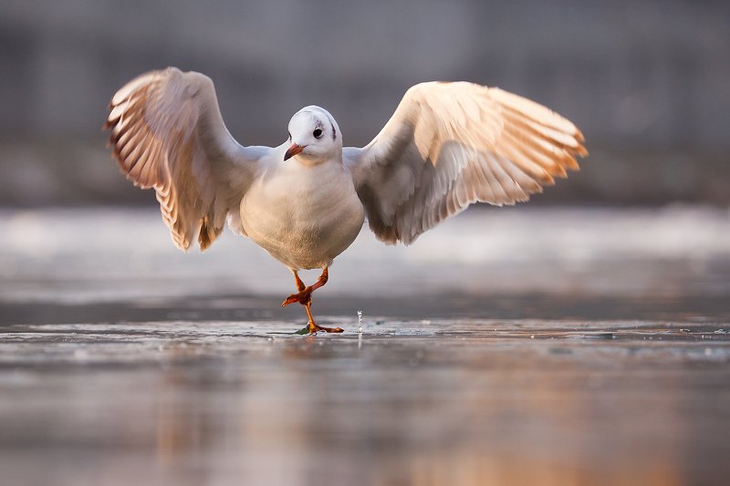 gull,winter, балерина фото превью