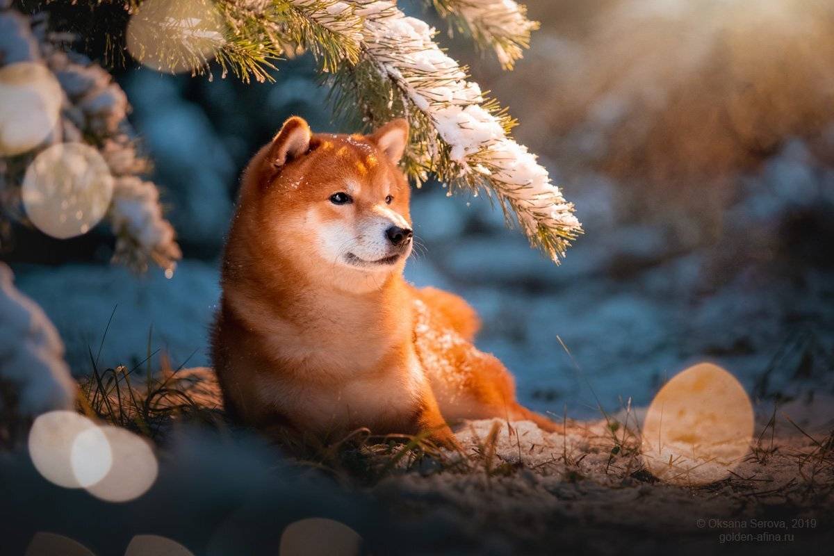 , Оксана Серова