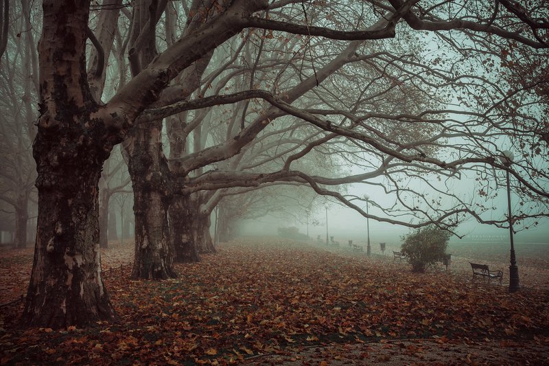 avenue of plane trees dranikowski road path autumn foggy morning mist magic fall Avenue of Plane Treesphoto preview