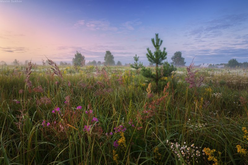 туман, рассвет, утро, полевые цветы, поле, луг, облака, деревня, ель, елочка Туманный августа рассветphoto preview