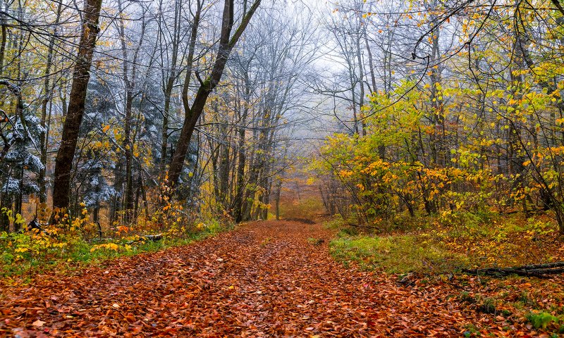 Зима через дорогуphoto preview