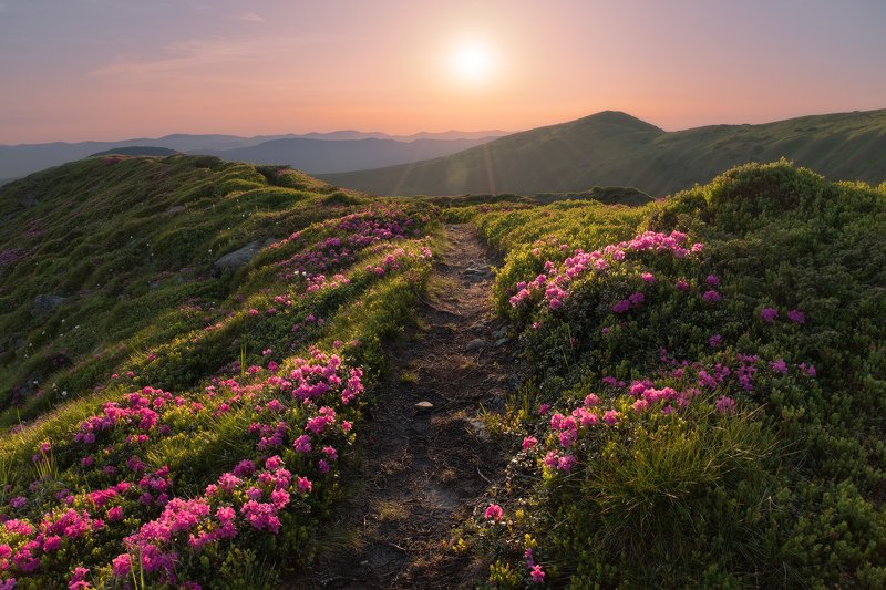 карпаты, черногорский хребет, рододендрон, червона рута Черногорский рассветphoto preview