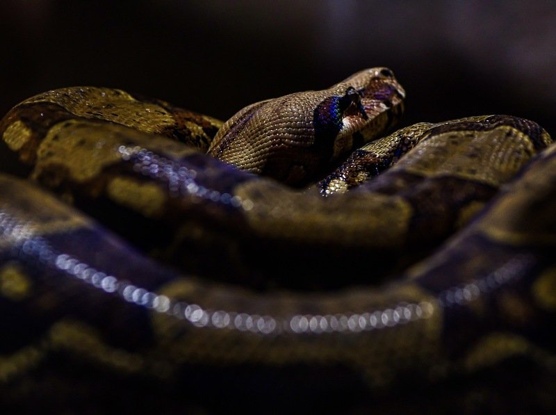 The curvephoto preview