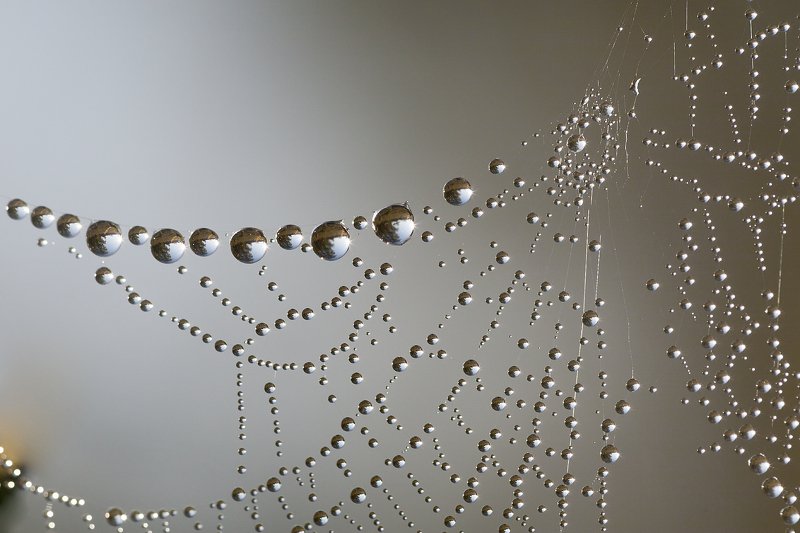роса, паутинка, утро *photo preview