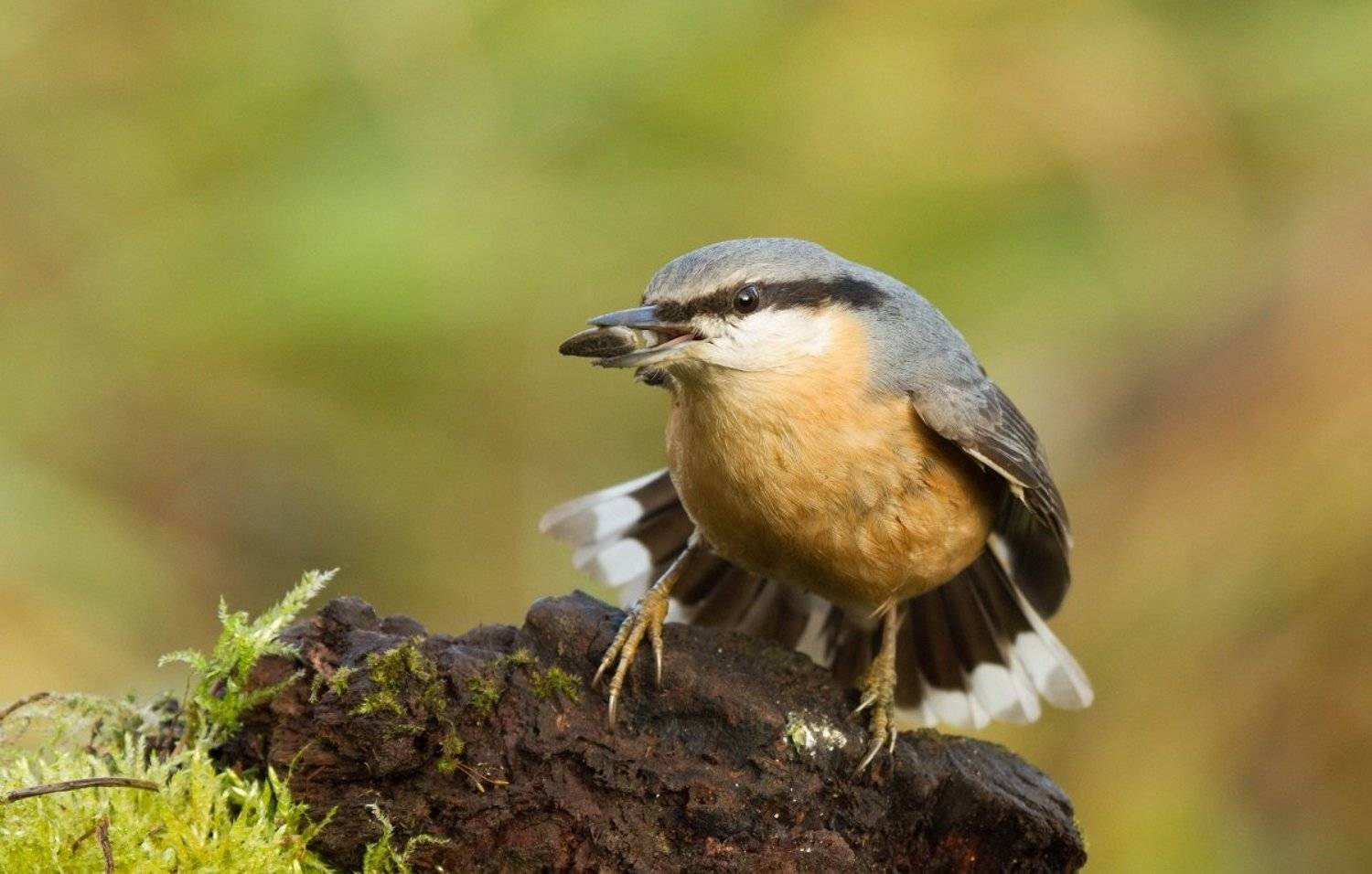 , Janina J?drzejewska-Szombara
