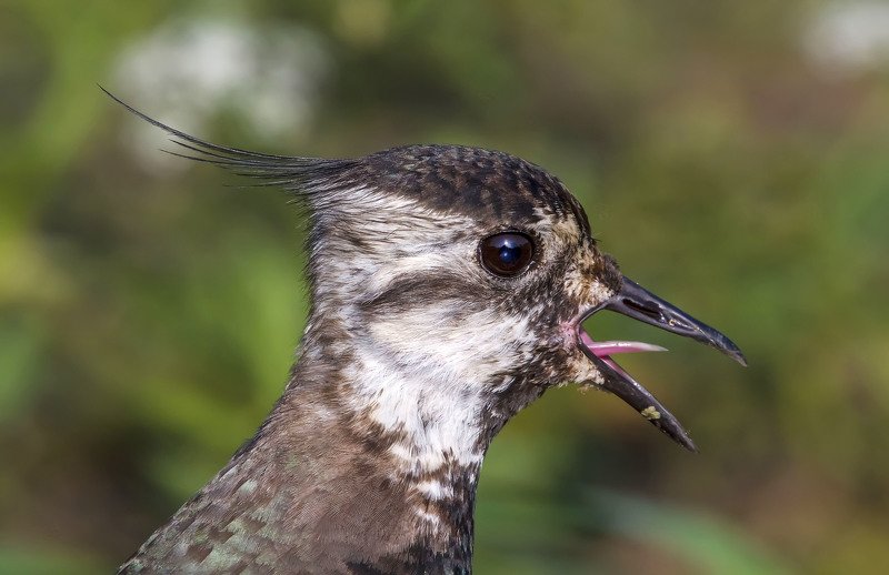 чибис, пигалица, Vanellus vanellus  Портрет чибисаphoto preview