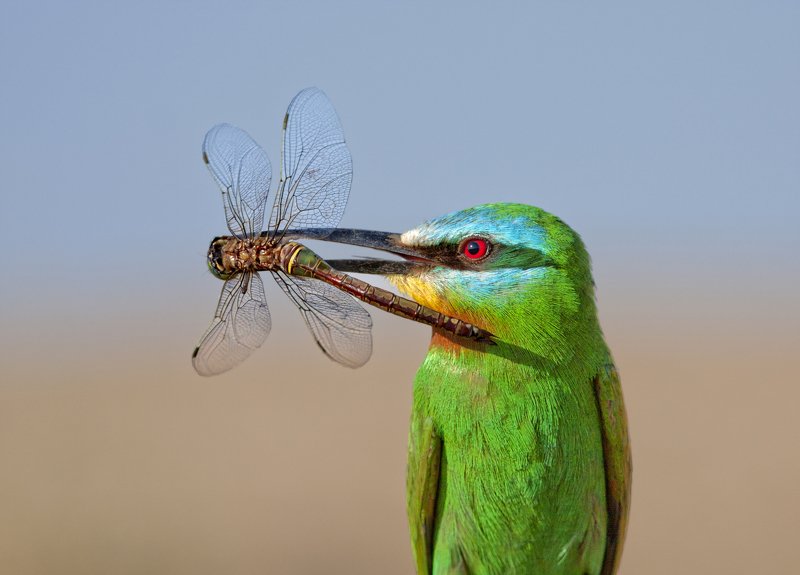 Кто лучше? фото превью