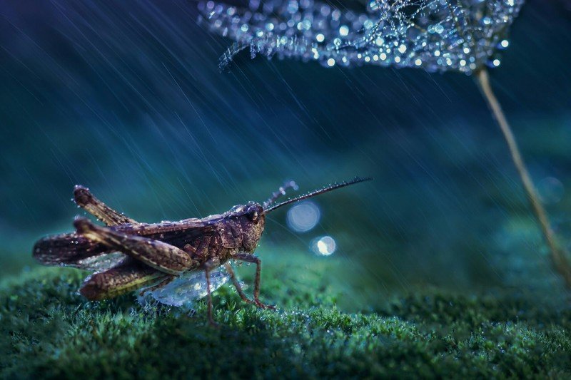 под дождёмphoto preview