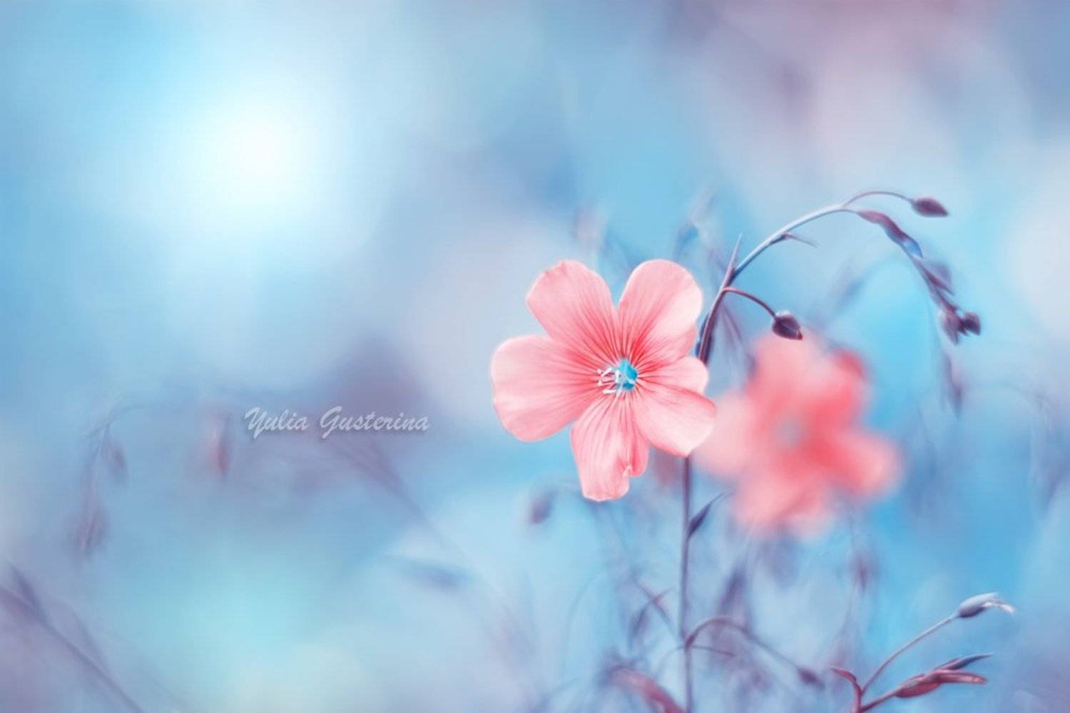 , Юлия Густерина