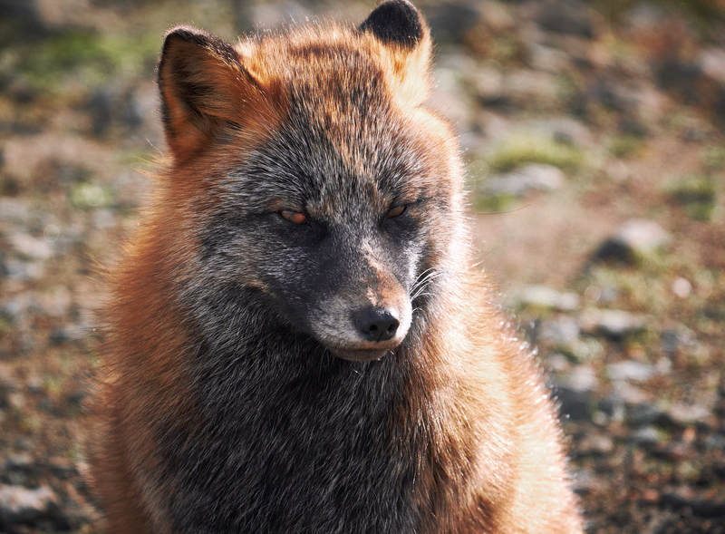 лиса Бруталphoto preview