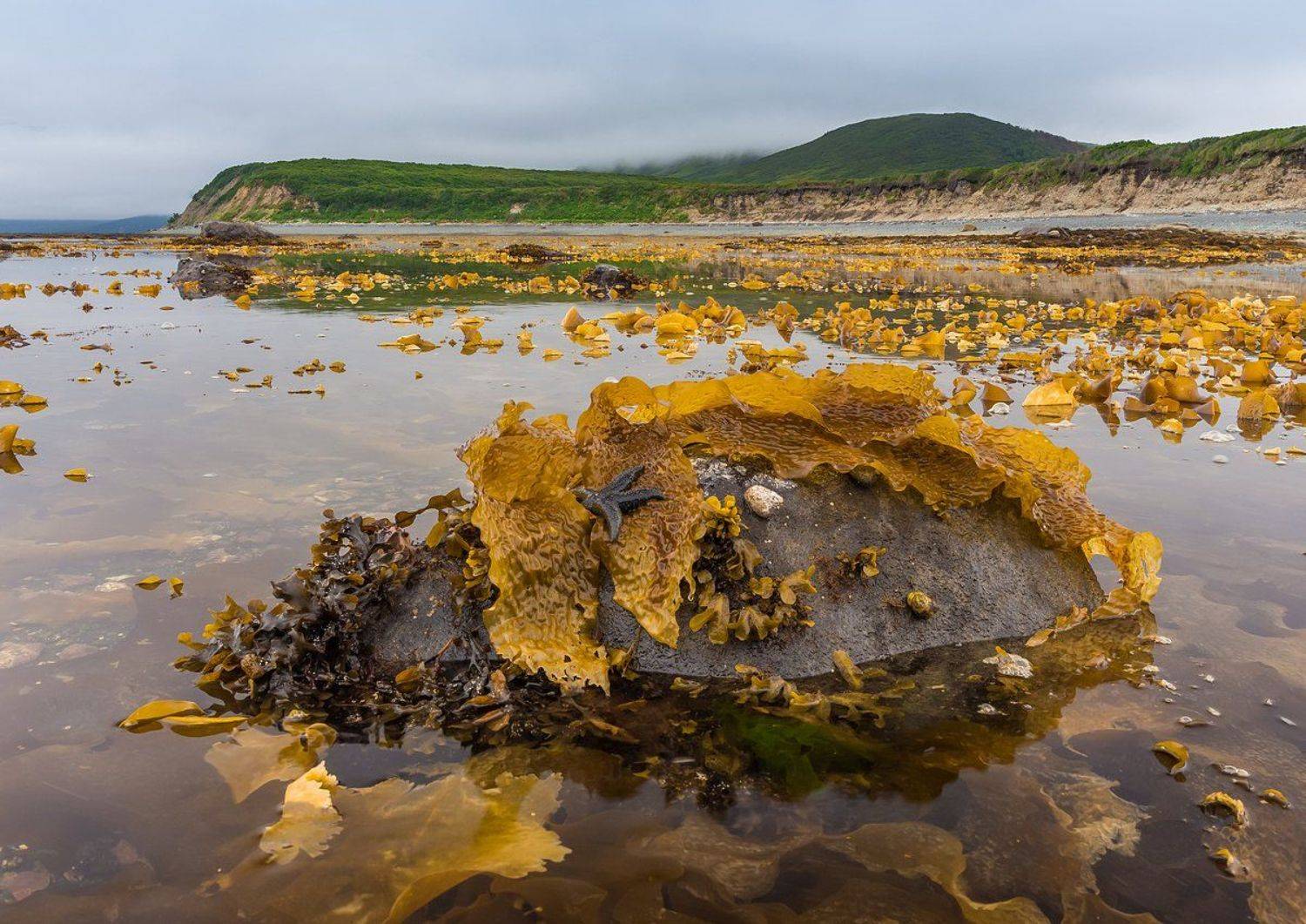магаданская область, колыма, магадан, заповедник, магаданский заповедник, ламинария, морская звезда, охотское море, календарь 2020, okhotsk sea, calendar 2020, Кирилл Уютнов