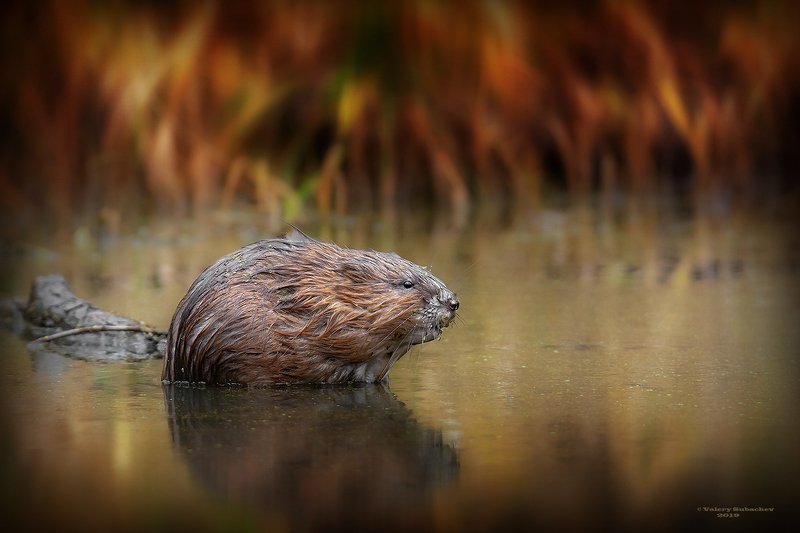 Огни закатаphoto preview