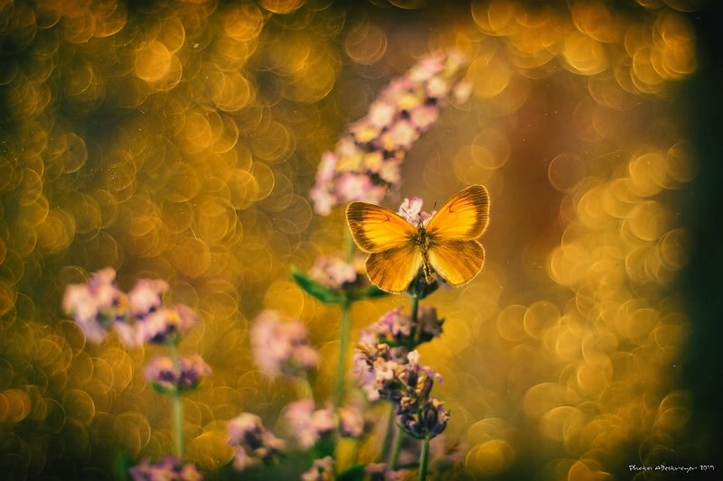 macro nature butterfly Ugly, Dirty, Old IVphoto preview