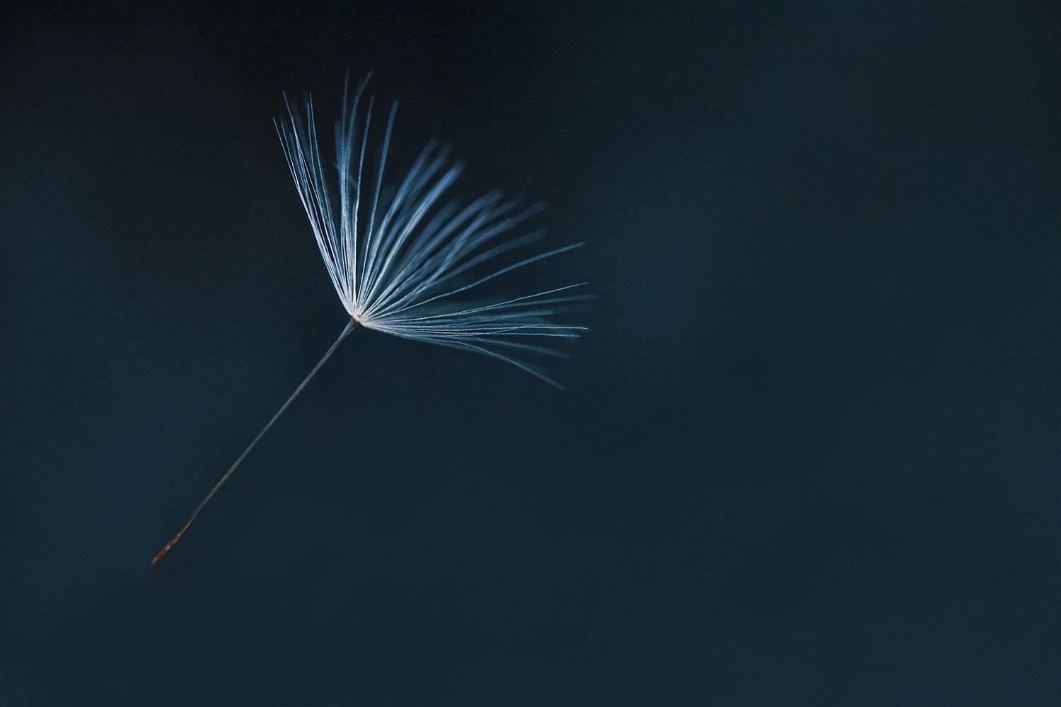 , Юлиана Джус