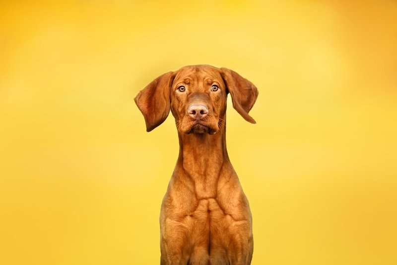 #yellow #shine #dog #pets_perfection #pet #puppy #animal  Markphoto preview