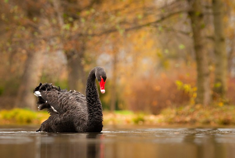 Black swanphoto preview