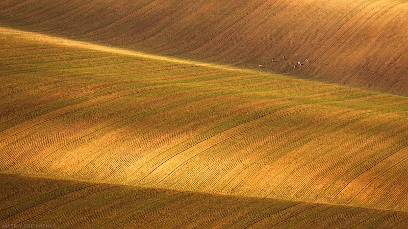 моравия, чехия, природа, пейзаж, moravia На полях Южной Моравииphoto preview