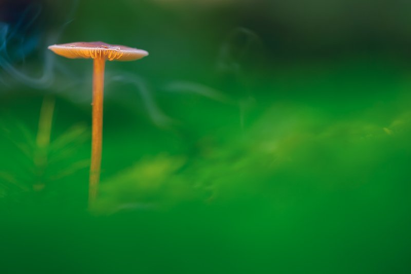 макро, грибы, дым, туман СОН ПОД УТРО photo preview