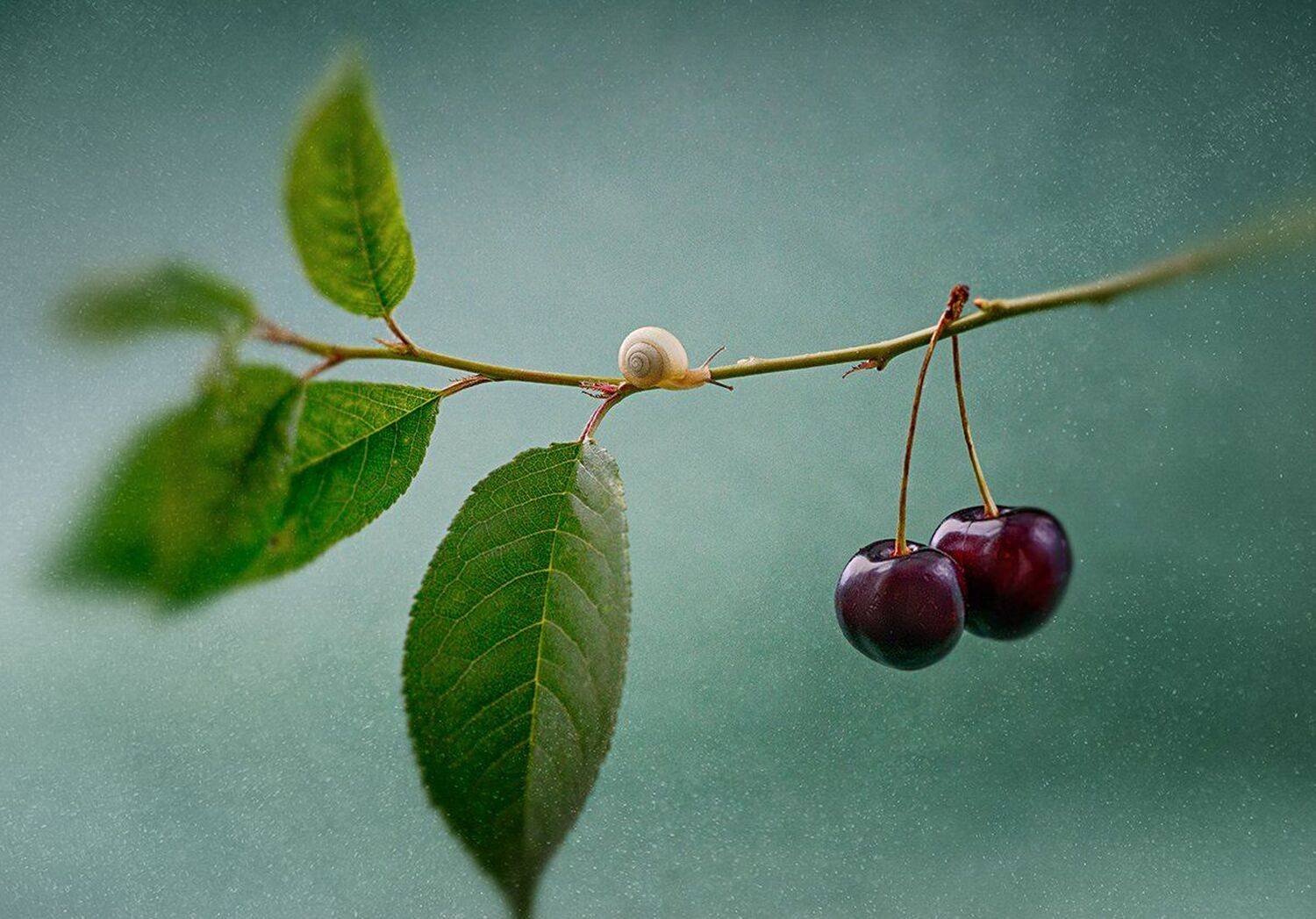 "Радость быть". Автор: Александр Чорный украина, коростышев, природа, макро, макро красота, макро мир, улитка, вишня, листочек, зеленый, лес, счастье, жизнь, вдохновение, фотограф, чорный,, Александр Чорный