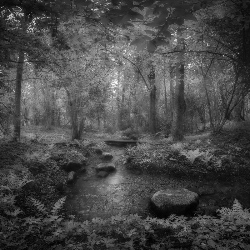 beech trees, beeches, black and white, bourn, Bracken, bridge, brook, Bushes, coppice-wood, fern, Forest, Green, Hampetorp, Leaves, Light rays, moss, nature, Nature Reserve, Nature Reserve Derbol, Nordic Light, outdoors, path, Reflections, Rock, Scandinav Fairy Landphoto preview