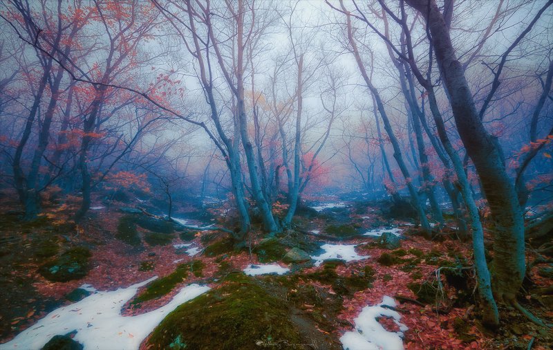 Мистический лес. фото превью