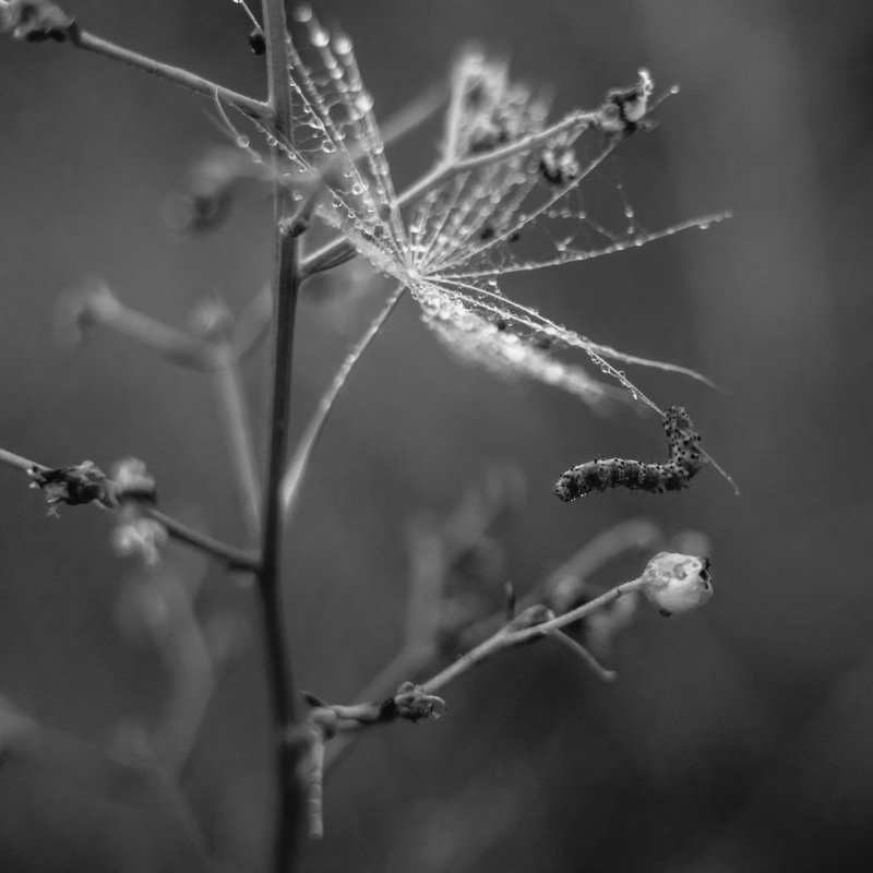 роса, весна, цветок, капля, растения, гусеница, чёрное и белое, макро Созерцаниеphoto preview