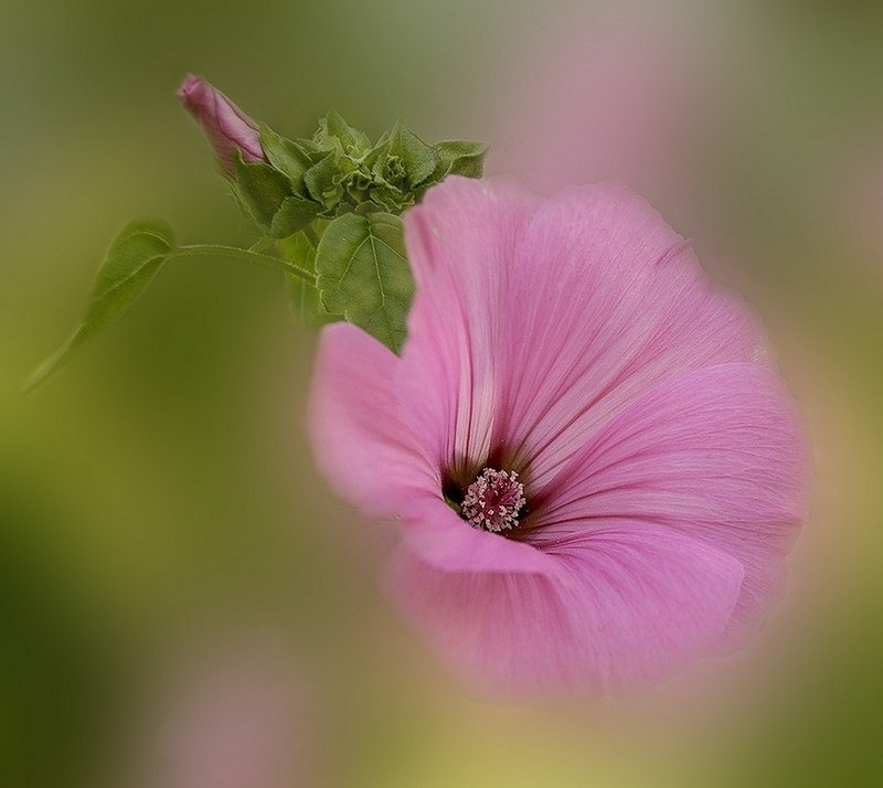 Нежность утраphoto preview