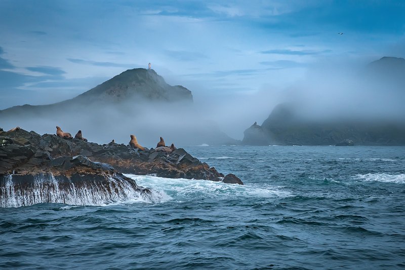 #пейзаж #путешествия #море #камчатка #сивучи #туман Камчатское морское.photo preview