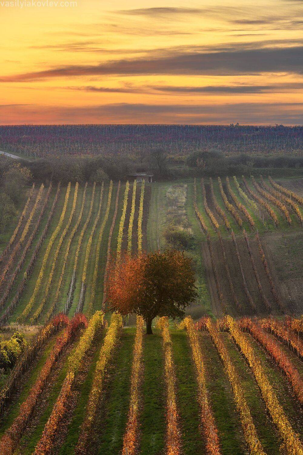 Вечер в Моравии. Автор: Василий Яковлев моравия, чехия, осень, Василий Яковлев