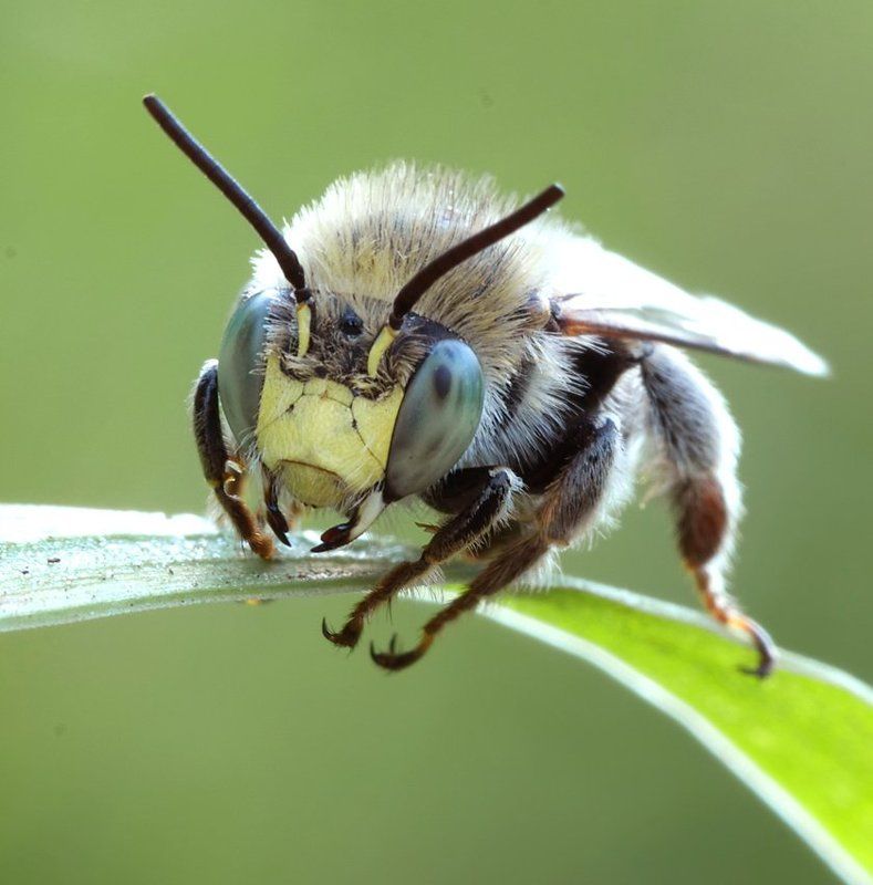 бульдожкаphoto preview