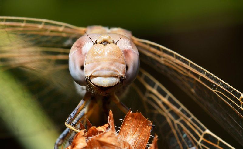 nikon, d7000, dragonfly, macro, close-up, nature, insect, odonata, стрекоза, макро, природа, насекомое Сеанс гипнозаphoto preview
