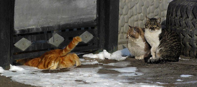 Фотосессия не удалась...photo preview