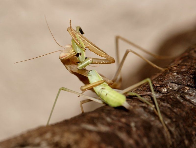 богомол, охота, каннибализм, любовь, секс, страсть, обед, гурман, деликатес Сладкий мой!photo preview