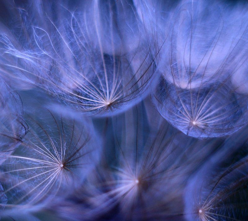 jellyfishesphoto preview