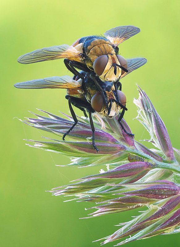 бипланphoto preview