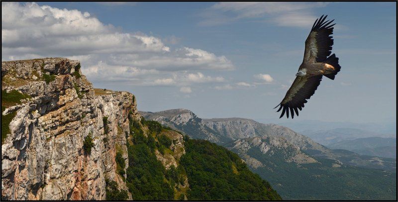 Белоголовый сип, Крым Там, где живут эти гордые птицы фото превью