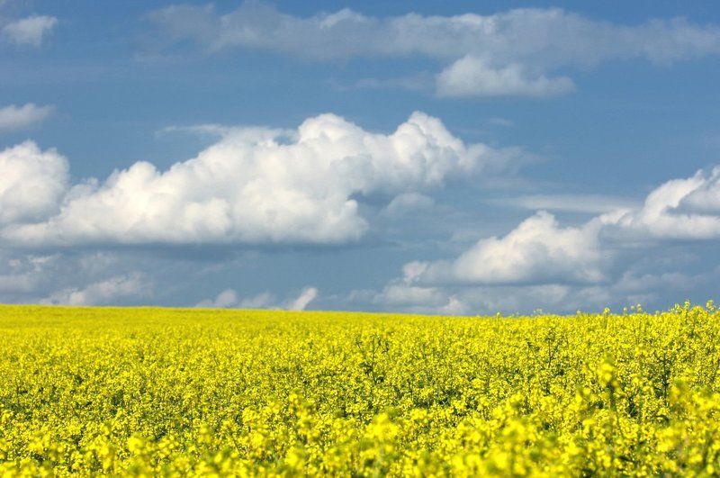 рапсphoto preview