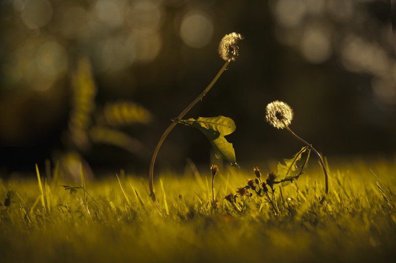 семья, одуванчики, забота, тепло, любовь, свет Семья...photo preview