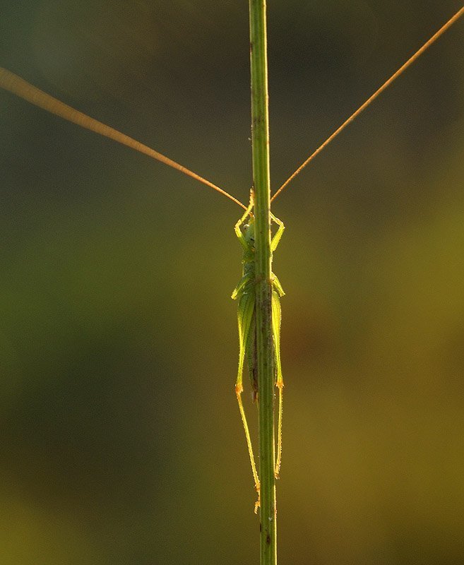 Пацифистphoto preview