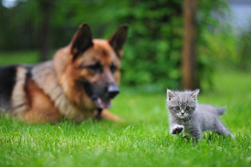 кот, кошки, котята, котенок, собаки, животные Главное - не оглядываться! :)photo preview