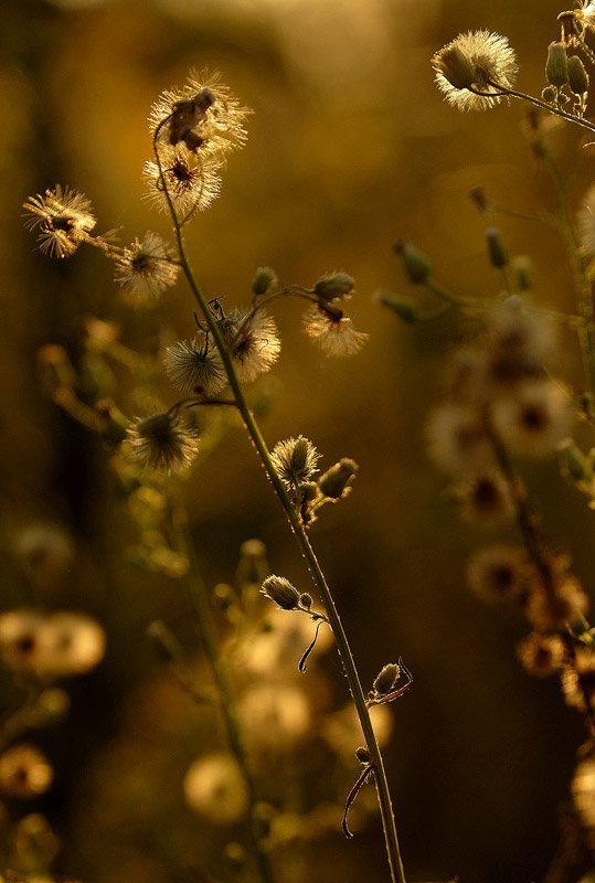 Из жизни растенийphoto preview