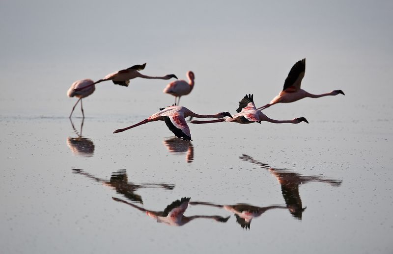 розовое, фламинго, найкуру Полет на евро.photo preview