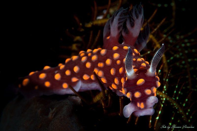 Летоphoto preview