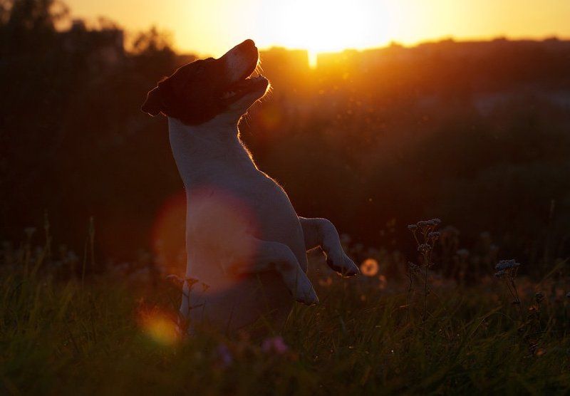 же не манж па си журphoto preview